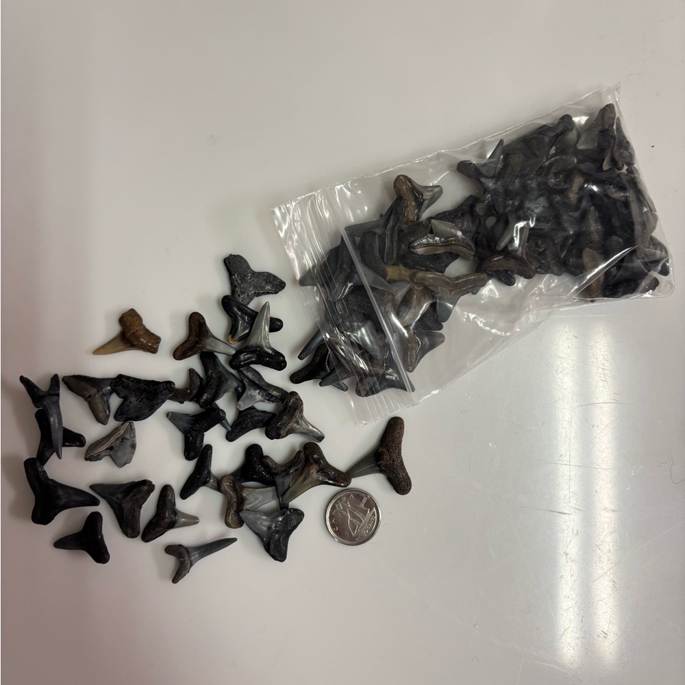 Bag of Fossil Sharks Teeth